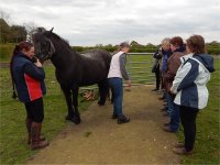 west midlands fell pony support group acupuncture demonstration