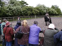 Midland West Fell Pony Area Support Group
