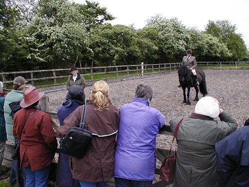 Midland West Fell Pony Area Support Group