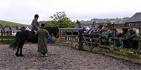 Midland West Fell Pony Area Support Group