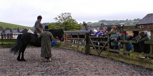 Midland West Fell Pony Area Support Group
