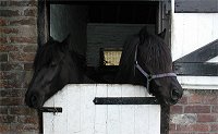 Midland West Fell Pony Area Support Group
