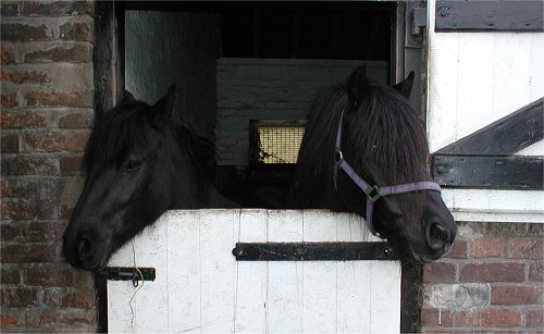 Midland West Fell Pony Area Support Group