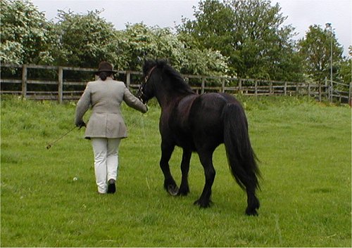 Midland West Fell Pony Area Support Group