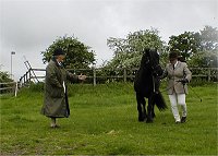 Midland West Fell Pony Area Support Group