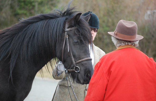 Midland West Fell Pony Support Group Showing clinic 2010