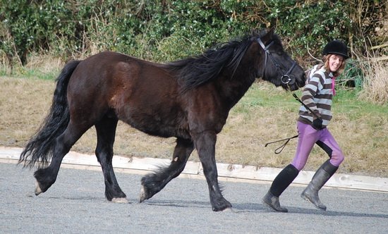 Midland West Fell Pony Support Group Showing clinic 2010