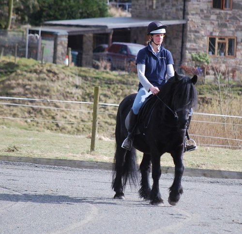Midland West Fell Pony Support Group Showing clinic 2010