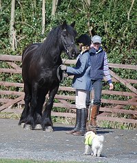 Midland West Fell Pony Support Group Showing clinic 2010