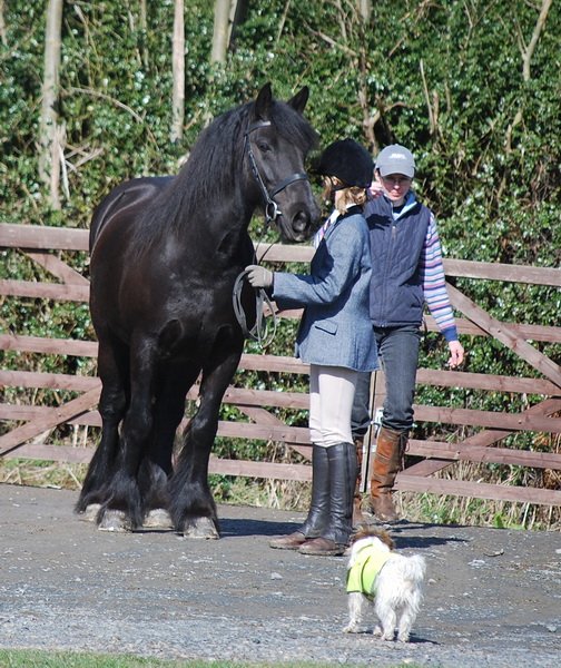 Midland West Fell Pony Support Group Showing clinic 2010