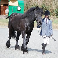 Midland West Fell Pony Support Group Showing clinic 2010