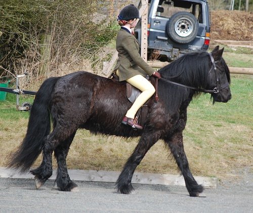 Midland West Fell Pony Support Group Showing clinic 2010
