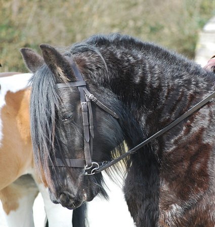 Midland West Fell Pony Support Group Showing clinic 2010