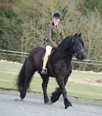 Midland West Fell Pony Support Group Showing clinic 2010