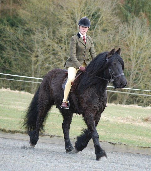 Midland West Fell Pony Support Group Showing clinic 2010