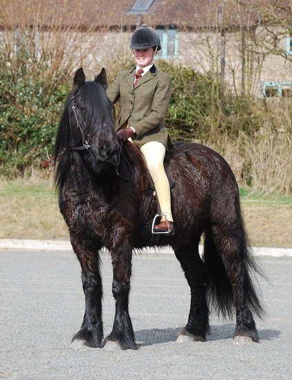 Midland West Fell Pony Support Group Showing clinic 2010