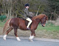 Midland West Fell Pony Support Group Showing clinic 2010