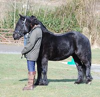 Midland West Fell Pony Support Group Showing clinic 2010