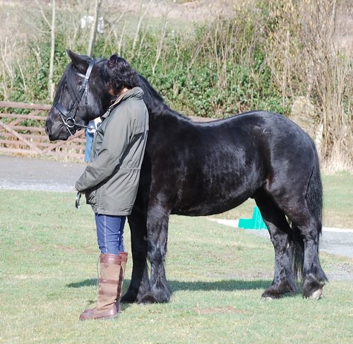 Midland West Fell Pony Support Group Showing clinic 2010