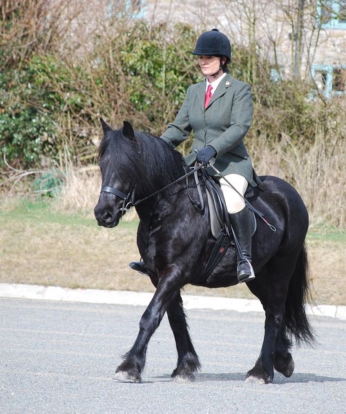 Midland West Fell Pony Support Group Showing clinic 2010