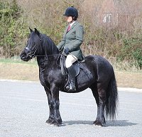 Midland West Fell Pony Support Group Showing clinic 2010