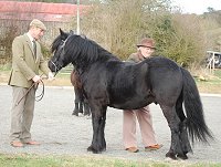 Midland West Fell Pony Support Group Showing clinic 2010