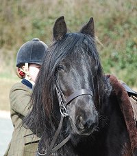 Midland West Fell Pony Support Group Showing clinic 2010