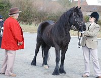 Midland West Fell Pony Support Group Showing clinic 2010