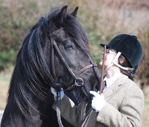 Midland West Fell Pony Support Group Showing clinic 2010