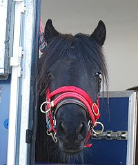 Midland West Fell Pony Support Group Showing clinic 2010