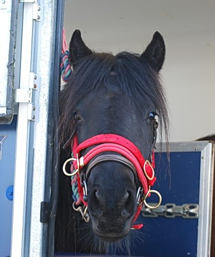Midland West Fell Pony Support Group Showing clinic 2010