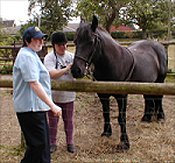 Midland West Fell Pony Area Support Group - Fell Pony Trotting