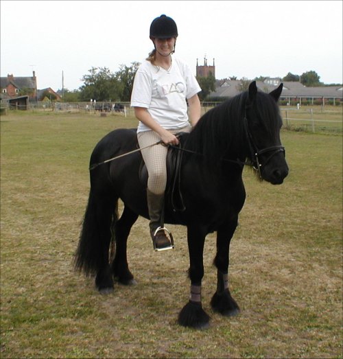 Midland West Fell Pony Area Support Group - Fell Pony Trotting