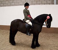 West Midlands Fell Pony Support Group Oswestry Show 2013