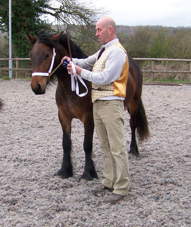 Midlands West Fell Pony Society Spring Show 2015