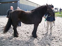 Midlands West Fell Pony Society Spring Show 2015