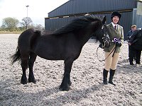 Midlands West Fell Pony Society Spring Show 2015