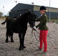 Midlands West Fell Pony Society Spring Show 2015