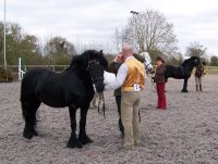 Midlands West Fell Pony Society Spring Show 2015